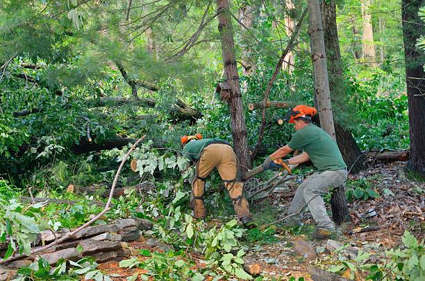 Best Dead Tree Removal  in Great Bend, KS